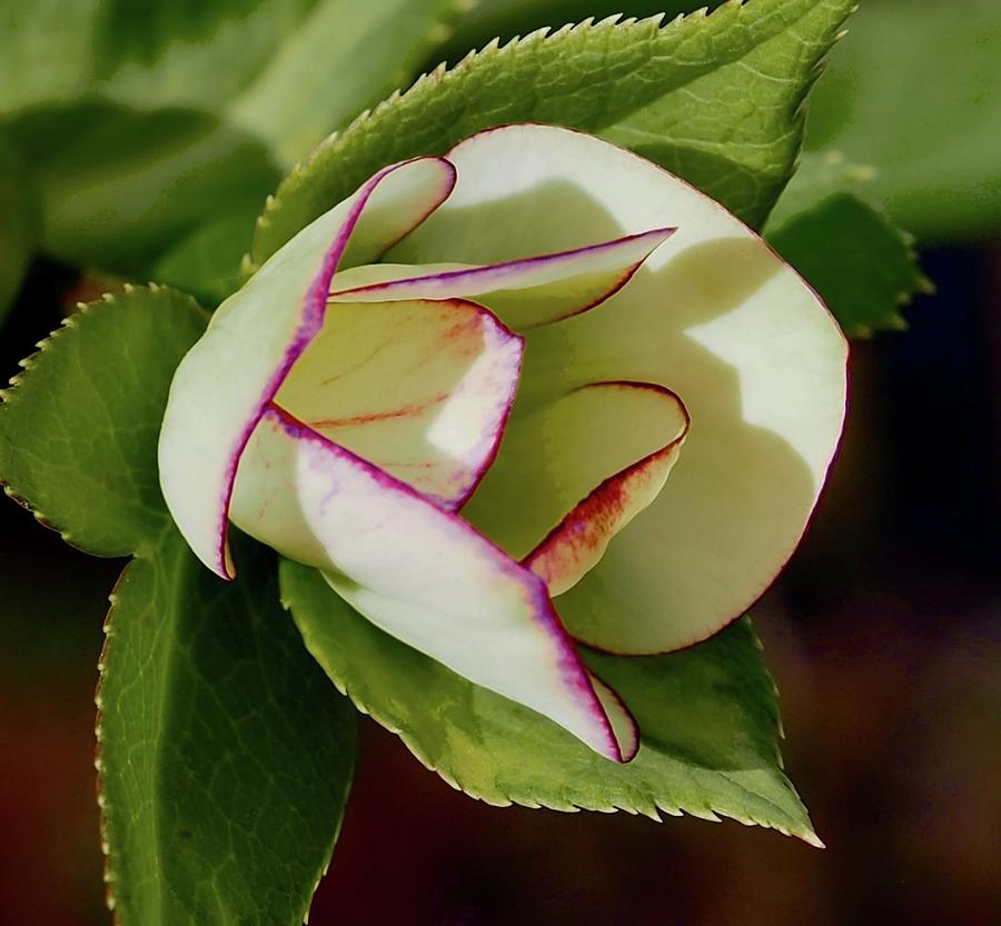 Fire And Ice Spring Hellebore Bud Photograph by Alida M Haslett