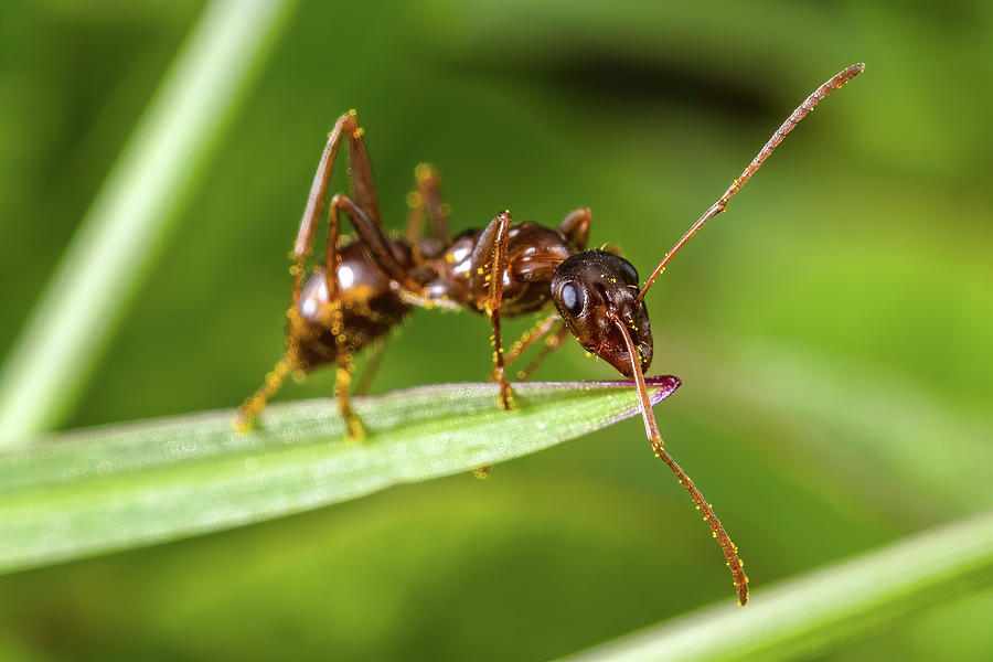 Fire Ant Climbing Blade Of Grass Photograph By Aron Sanzio - Fine Art 