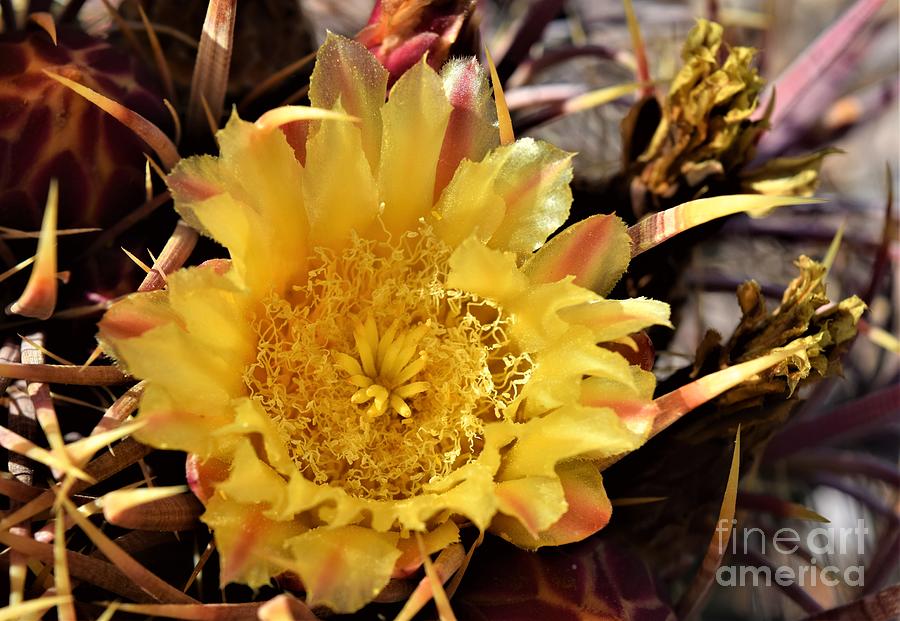 Fire Barrel Cactus Bloom Photograph by Janet Marie