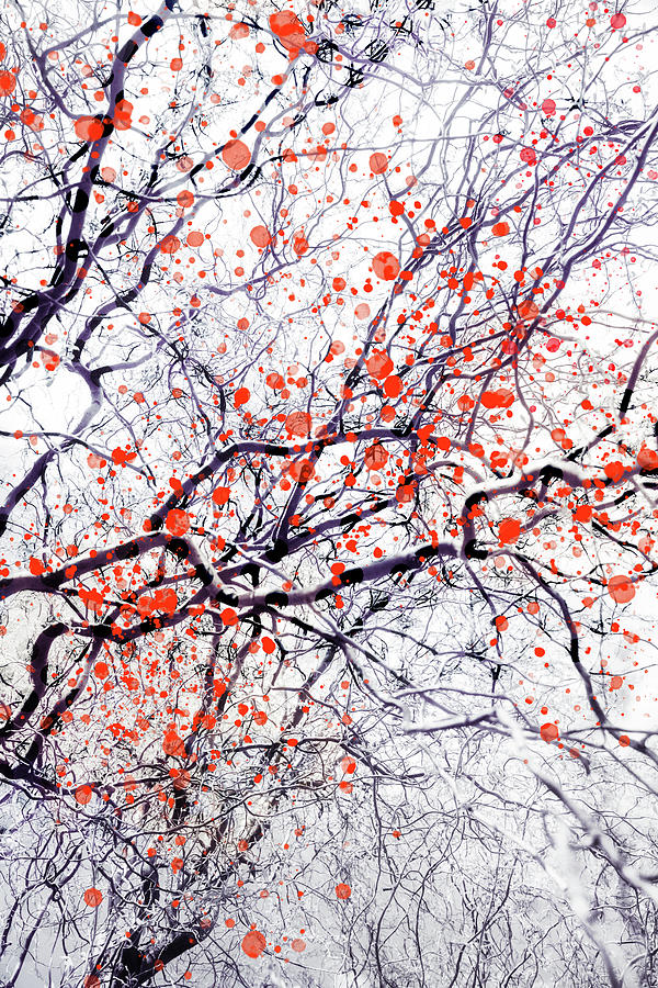 Fire Blossom Tree 2 Photograph by Dorit Fuhg