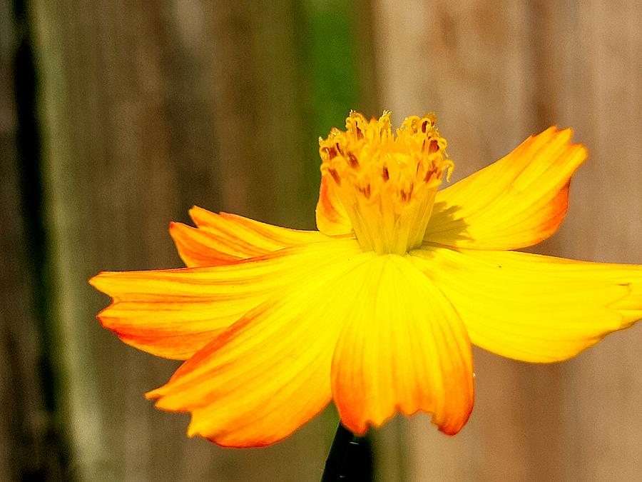 Fire Cosmos Close-Up Photograph by Cameraman Wes - Fine Art America