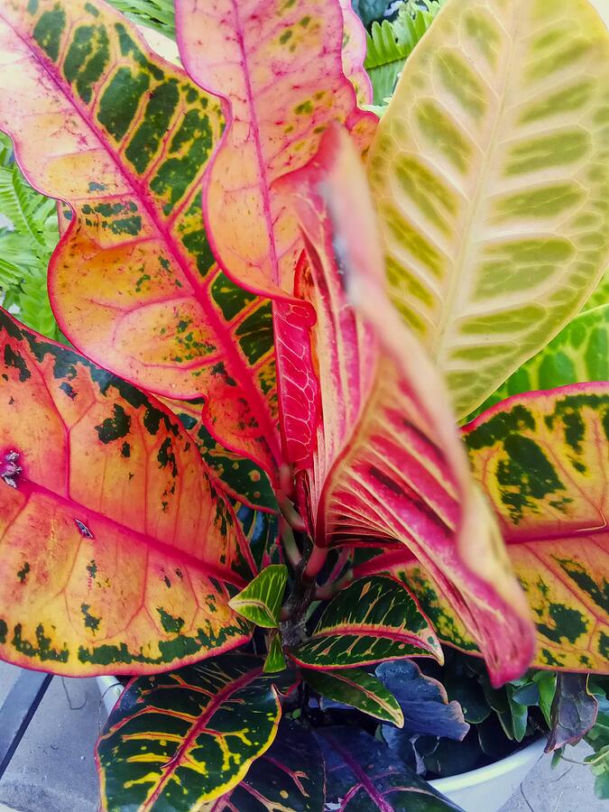 Nature Photograph - Fire Croton by Marine B Rosemary