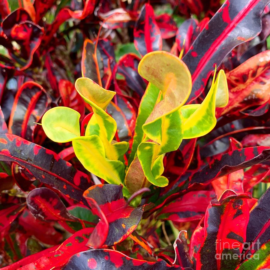 Exotic Plant Photograph - Fire by Dorota Nowak
