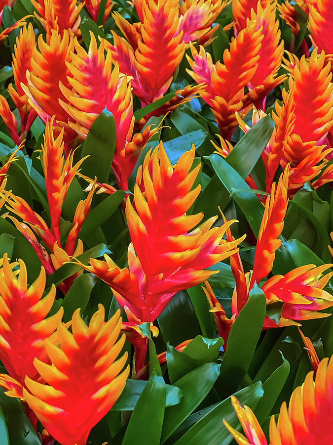 Fire Flowers Photograph by Clyn Robinson - Fine Art America