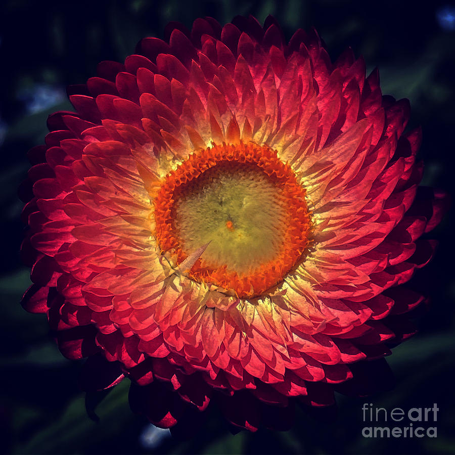 Fire flowers  Photograph by Reena Kapoor