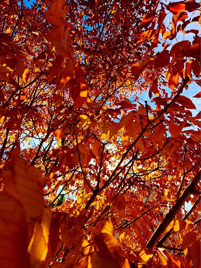 Fire Foliage Photograph by Merritt Glover - Fine Art America