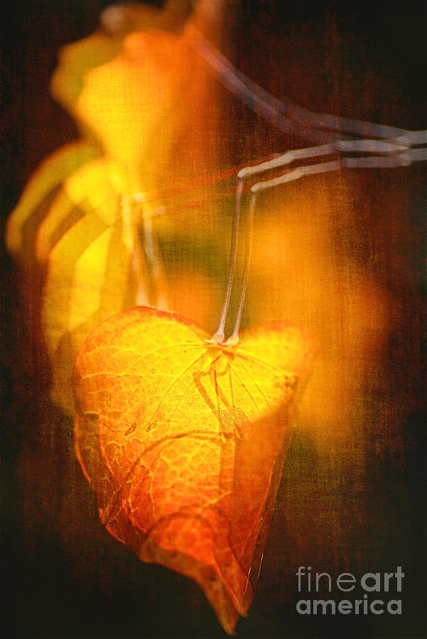 Fire Glow Leaves  Photograph by Joy Watson