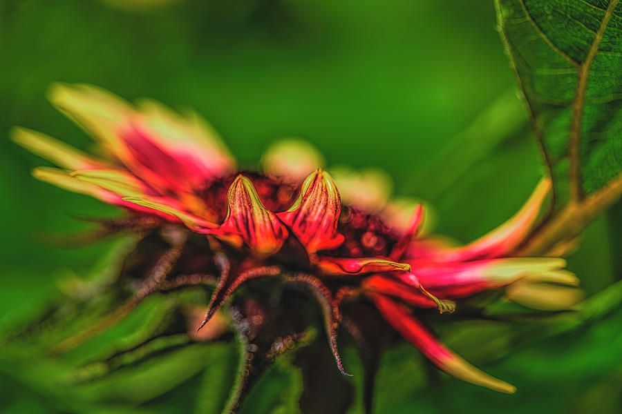 Fire in the flower #l7 Photograph by Leif Sohlman