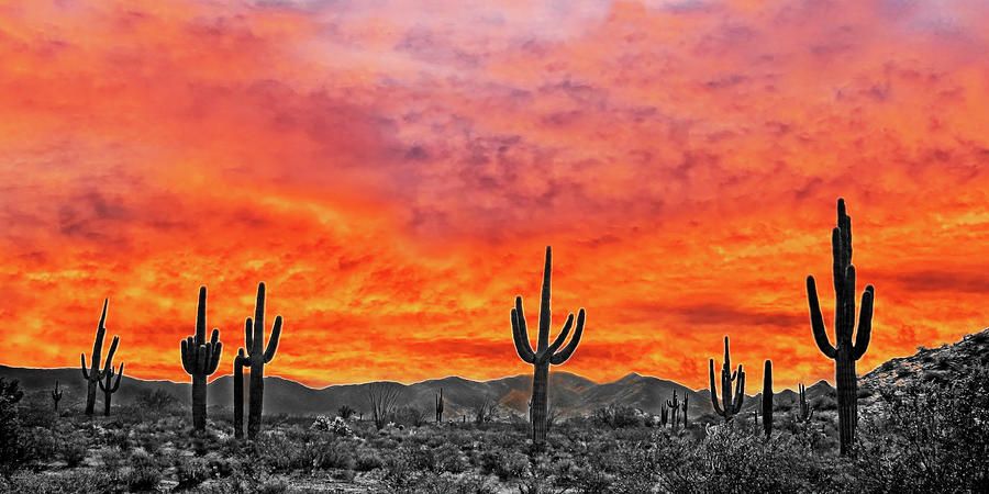 Nature Photograph - Fire in the Sky Arizona Cactus Desertscape by Jennie Marie Schell