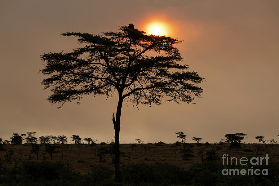 Landscape Photograph - Fire In The Sky - Kenya by Sandra Bronstein