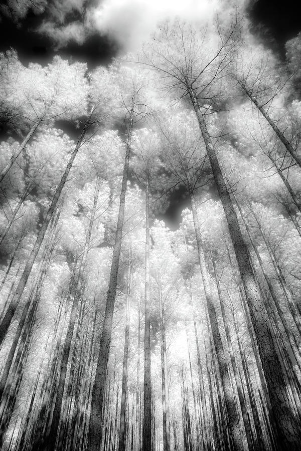 Fire in the Trees bw Photograph by Dan Carmichael