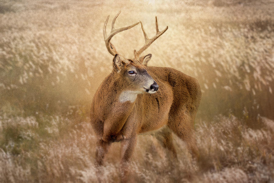Deer Photograph - Fire Island Buck by John Randazzo