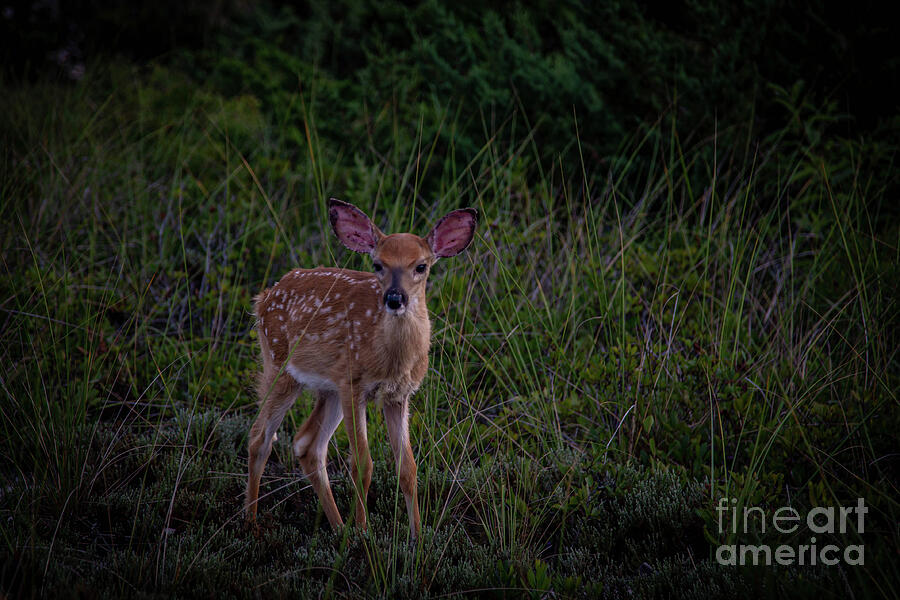 Fire Island Fawn Photograph by Erin O'Keefe - Fine Art America