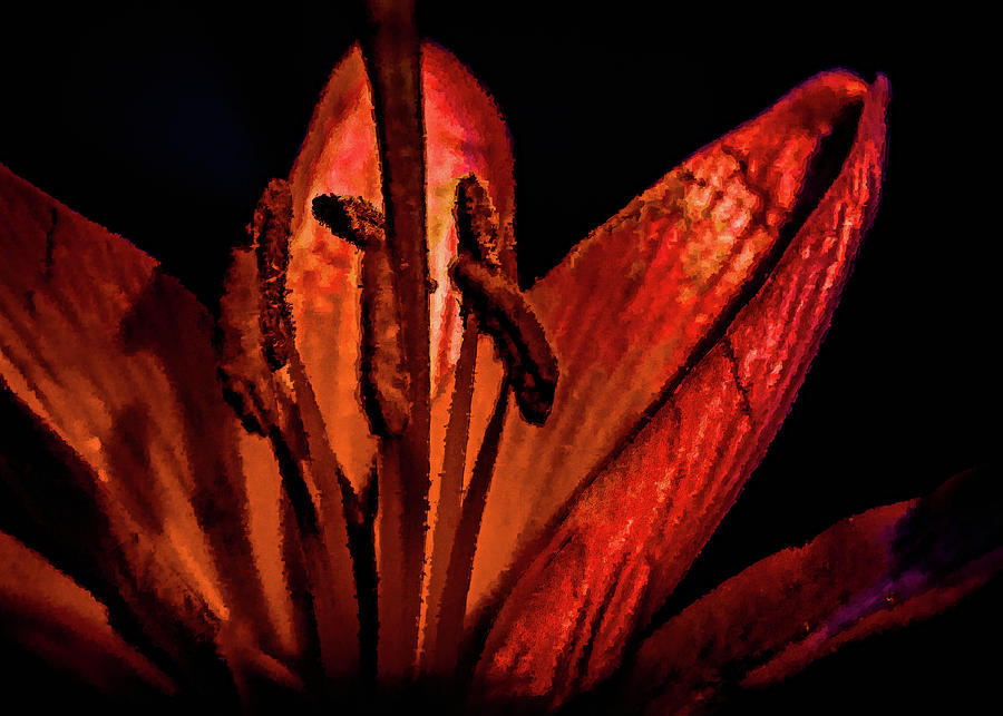 Fire Lily Photograph