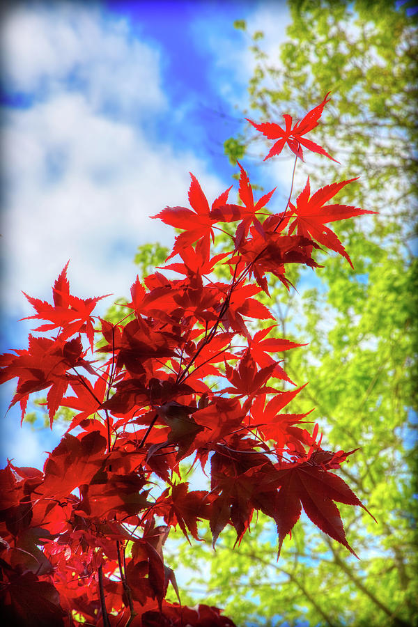 Fire Red Maple Photograph by Loyd Towe Photography