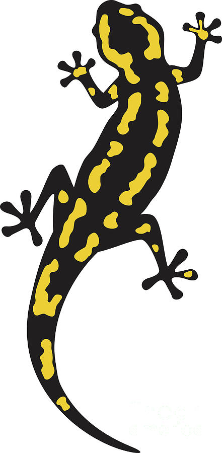 Fire Salamander Animal Color Digital Art by Ivanka Nikitovic - Fine Art ...