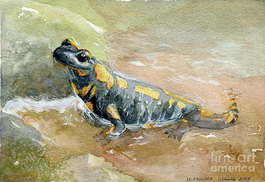 Fire salamander Painting by Elzbieta Jezewska | Fine Art America