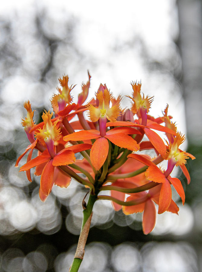 Orchid Photograph - Fire-star orchid by Jean Haynes