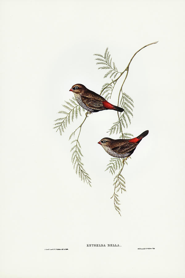 John Gould Drawing - Fire-tailed Finch by John Gould
