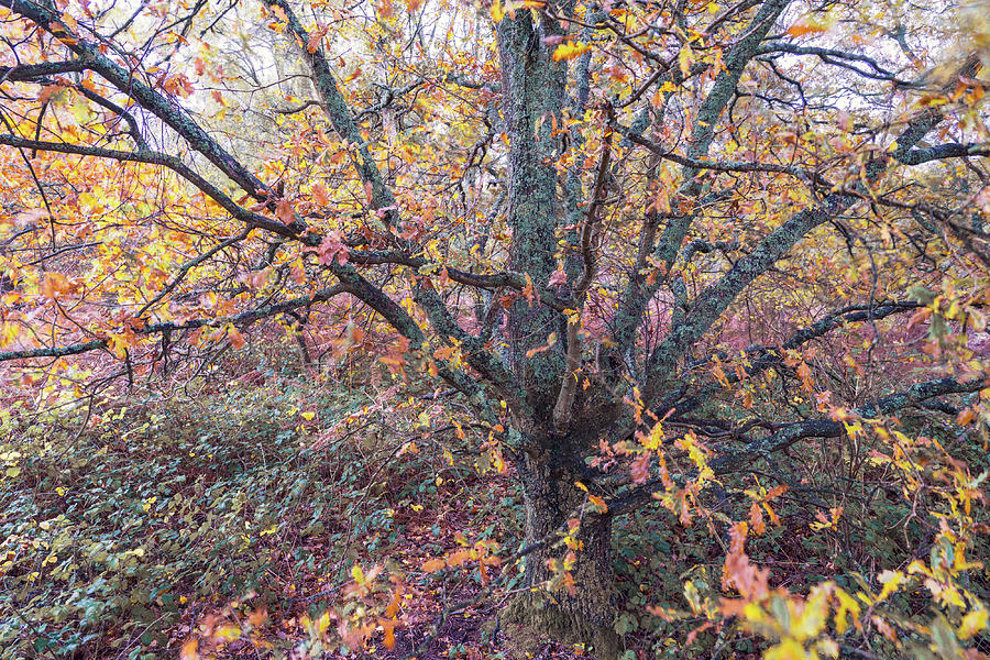 Surrey Hills Photograph - Fire Tree by Nick Lewis Surrey Hills Photograph - Fire Tree by Nick Lewis