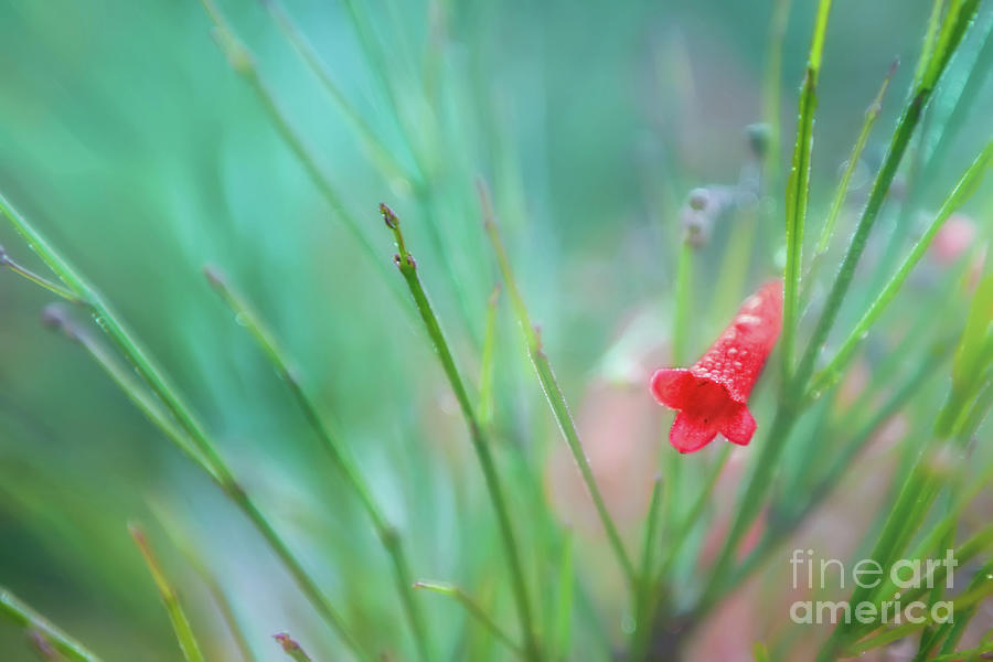 Firecracker Flower in the Morning  Photograph by Olga Hamilton