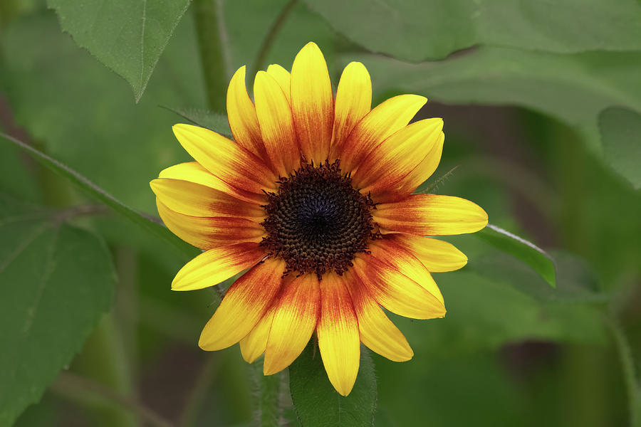 Firecracker Sunflower Photograph by Chad Meyer