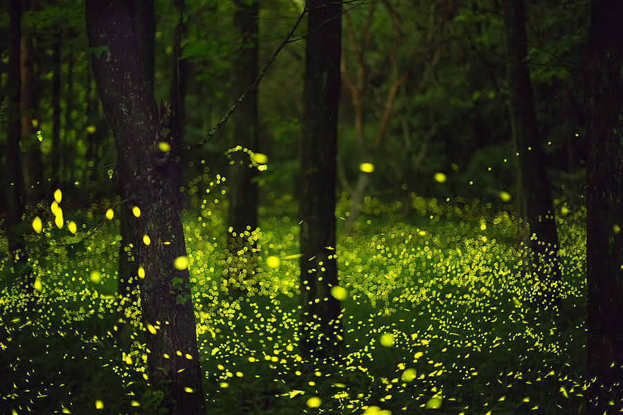 Fireflies glitter in a forest. Photograph by Trevor Williams