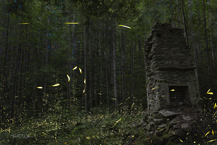 Fireflies in Tennessee  Photograph by Theresa D Williams