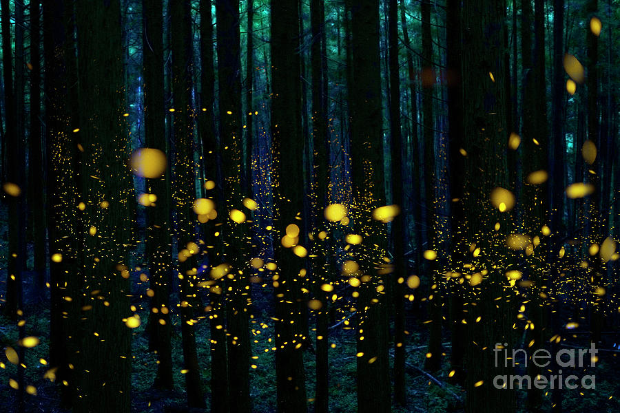 Fireflies in the Night Forest Photograph by Hiroya Minakuchi