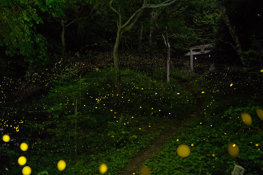 Fireflies lead to a temple gate in the forest Photograph by Trevor Williams