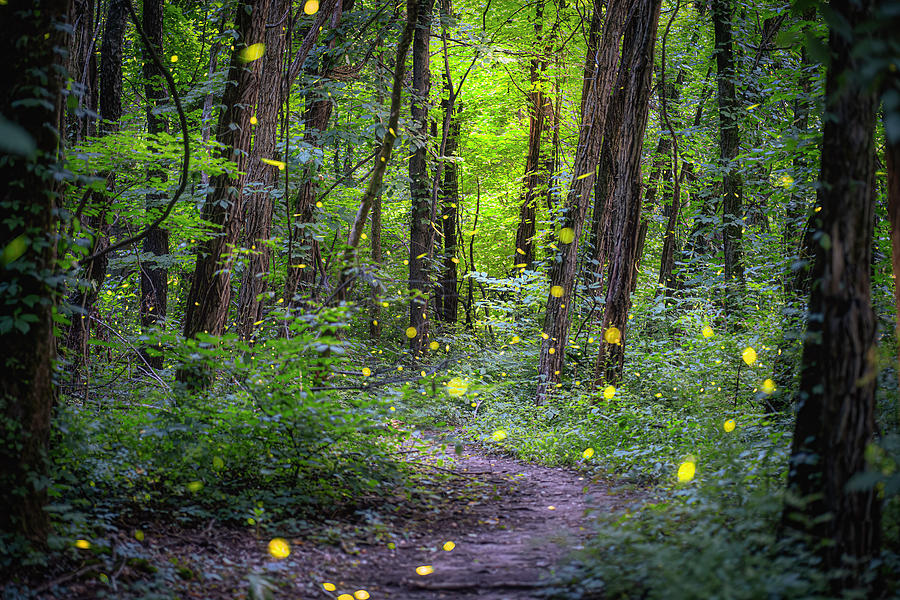 Fireflies Ohio Woods Photograph by Arthur Oleary