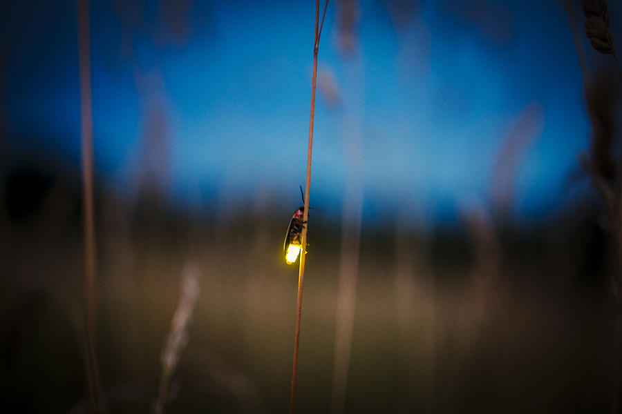 Firefly blurred flying at dusk while lighting up Photograph by Jeremy_Hogan
