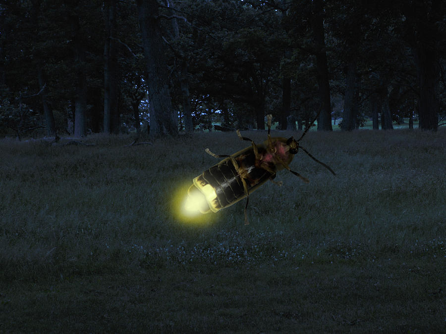 Firefly close-up Photograph by Steven Puetzer