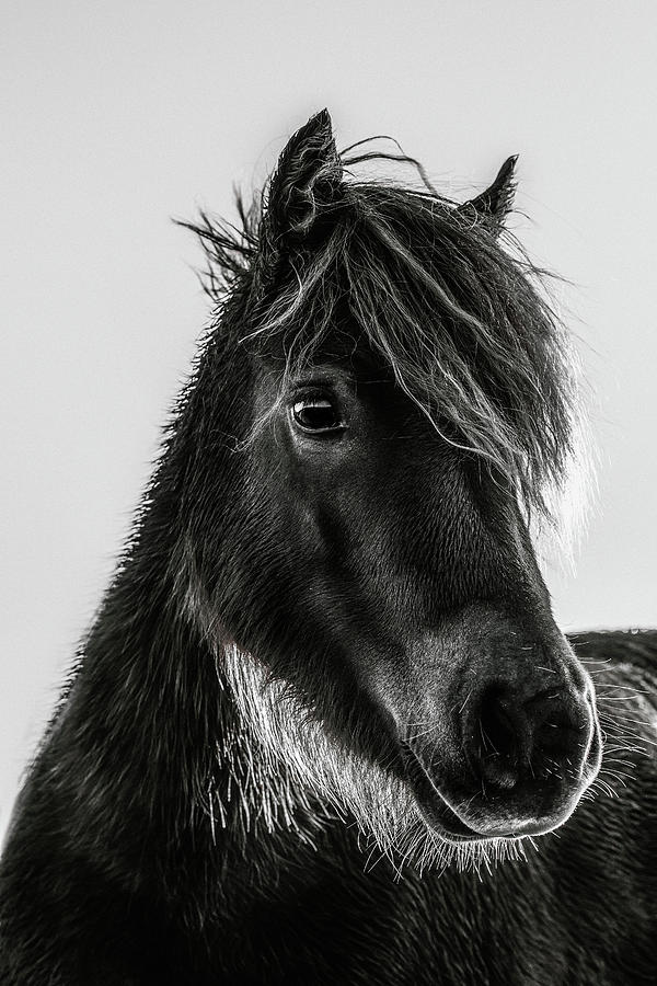 Firefly II - Horse Art Photograph by Lisa Saint