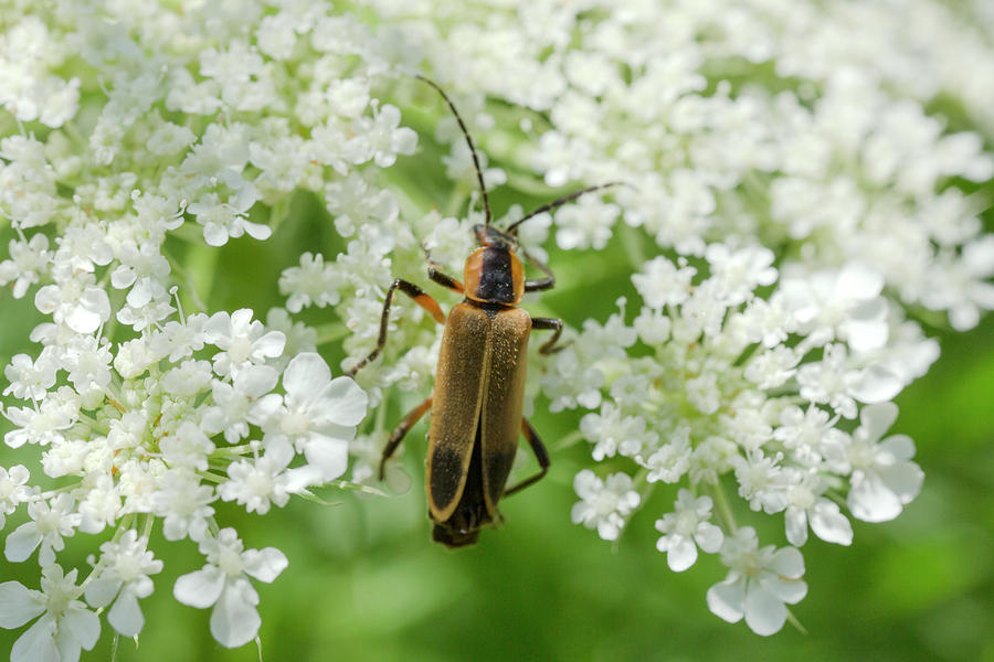 Firefly Photograph by Iris Richardson - Fine Art America