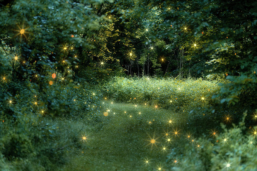 Firefly Magic Photograph by Arthur Oleary