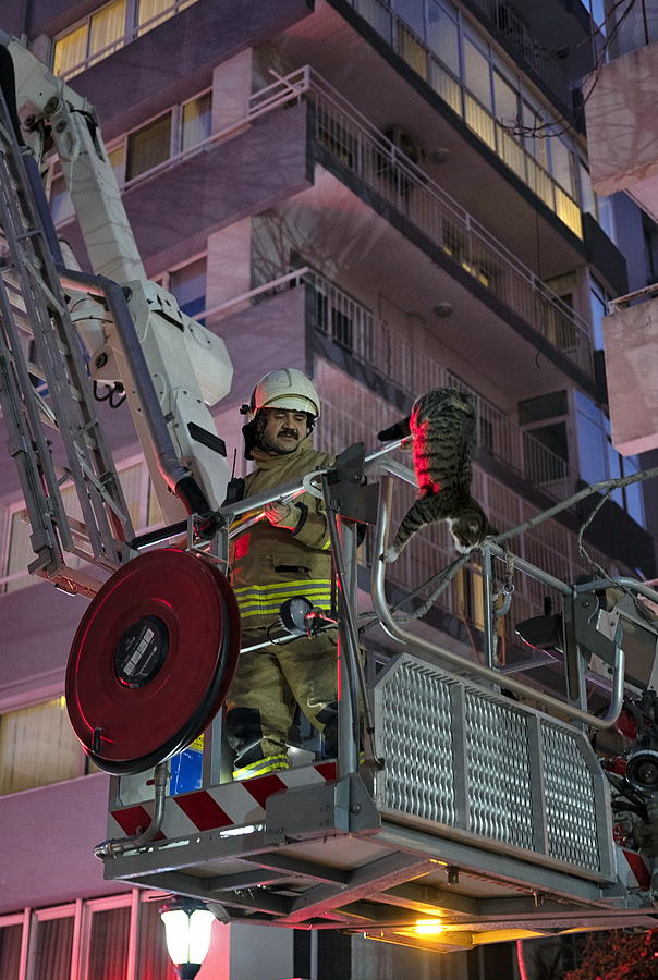 Fireman on ladder rescueing a domestic cat in the city,Izmir. Photograph by Emreturanphoto