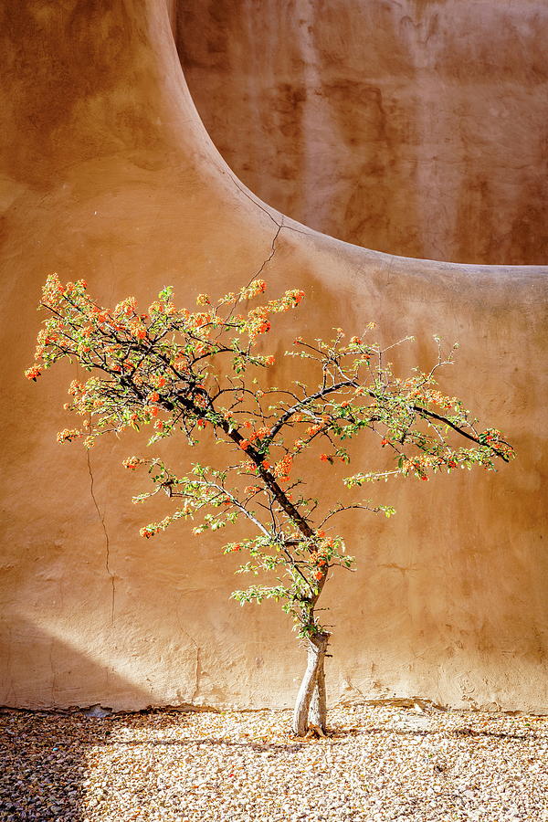 Firethorn tree Photograph by Alexey Stiop