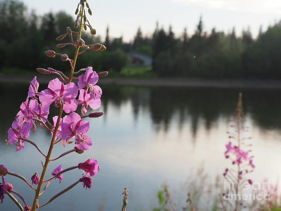 Fireweed Photograph by Adrienne Franklin