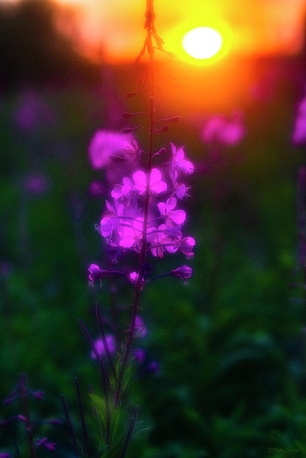 Fireweed Aglow Photograph by Marty Saccone