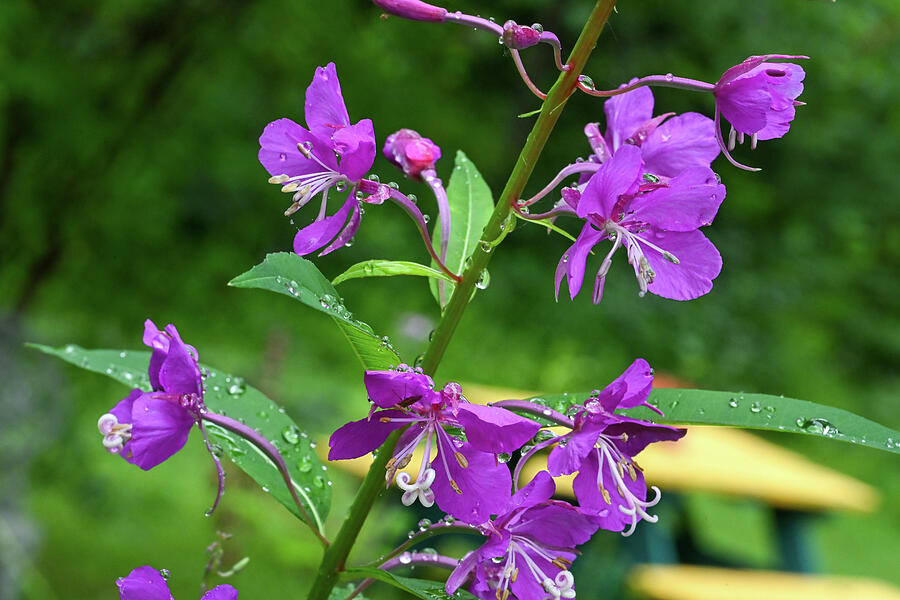 Fireweed Blooms Photograph by Harry Banks Fireweed Blooms Photograph by Harry Banks