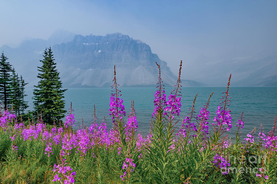  Fireweed,  Bow lake, Banff National Park,  Photograph by Michael Wheatley