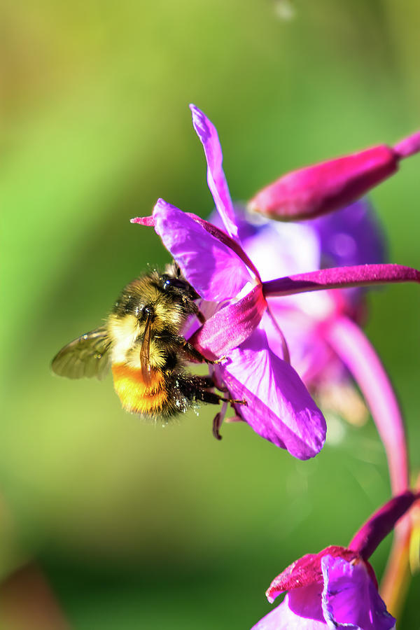 Fireweed Bumble Bee 3 Photograph by Frosted Birch Photography