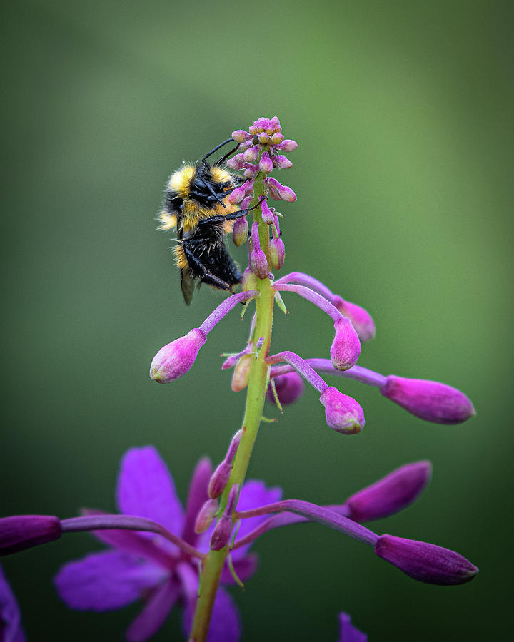 Fireweed Bumble Bee Photograph by David Downs