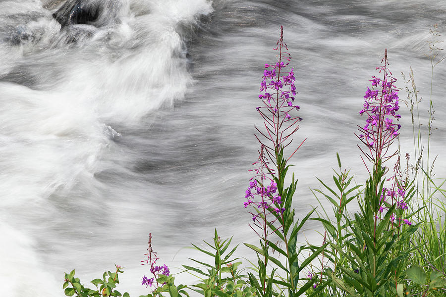 Fireweed By Rushing Waters Photograph by Tony Hake