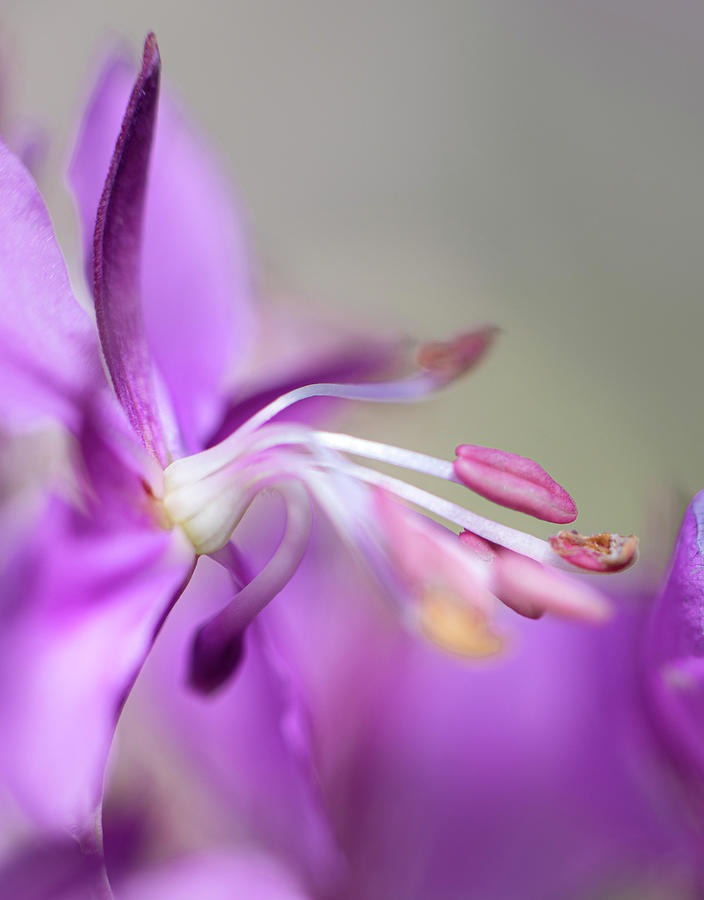 Fireweed Close Up Photograph by Karen Rispin