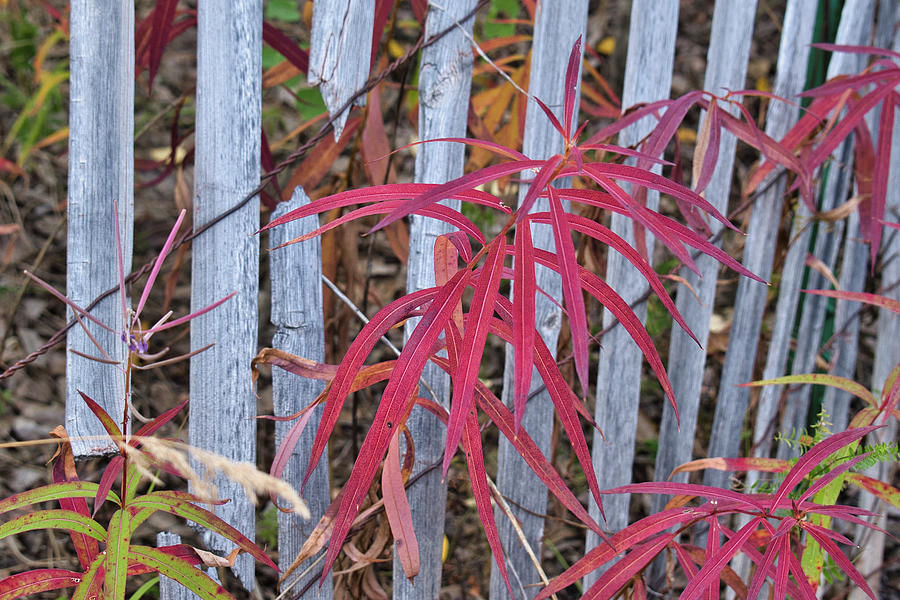Fireweed Fence Photograph