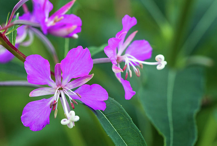 Fireweed Flowers - Chamaenerion angustifolium Photograph by Michael Russell