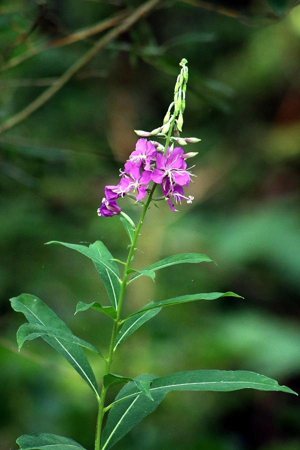 Fireweed Photograph by Gerry Bates