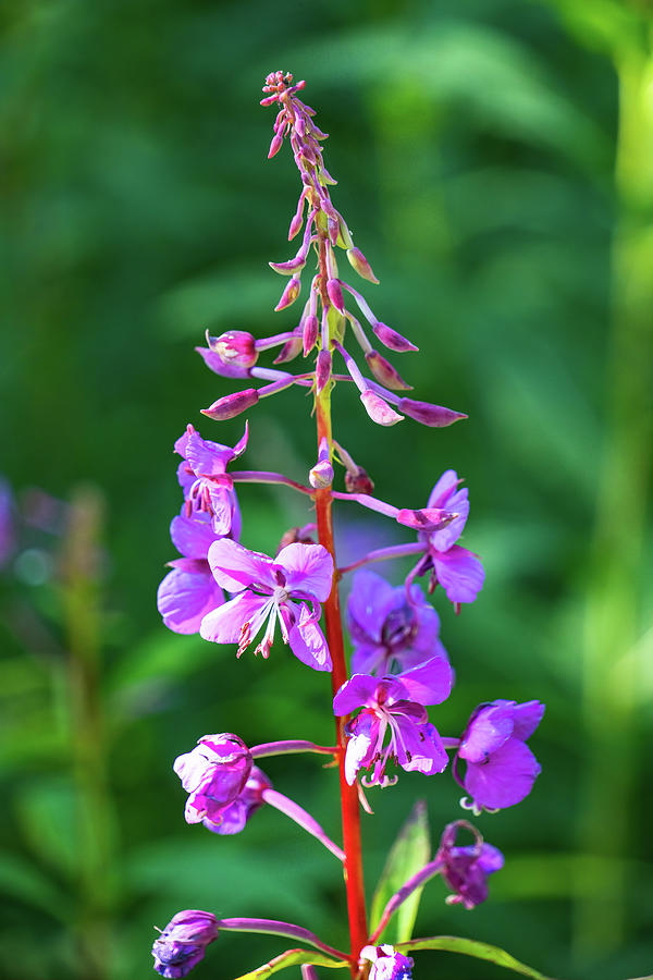 Fireweed in Bloom Photograph by Frosted Birch Photography